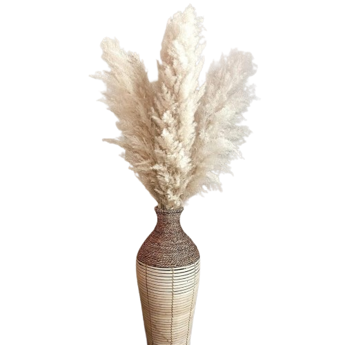 Capim dos Pampas